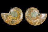 Agatized Ammonite Fossil - Madagascar #139741-1
